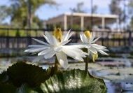 International Waterlily Collection